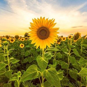 Meet your Posher, Kylee